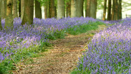 Waldweg mit blauen Blumen