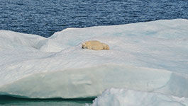 Eisbär auf Scholle im Polarmeer