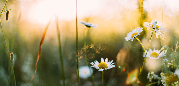 Frühlingsblumen