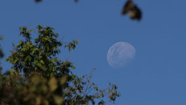 Aufgehender Mond zwischen Baumästen