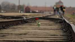 Rote Rose auf den Gleisen vor dem KZ Auschwitz