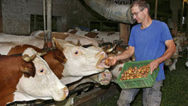 Kühe im Stall bei der Fütterung