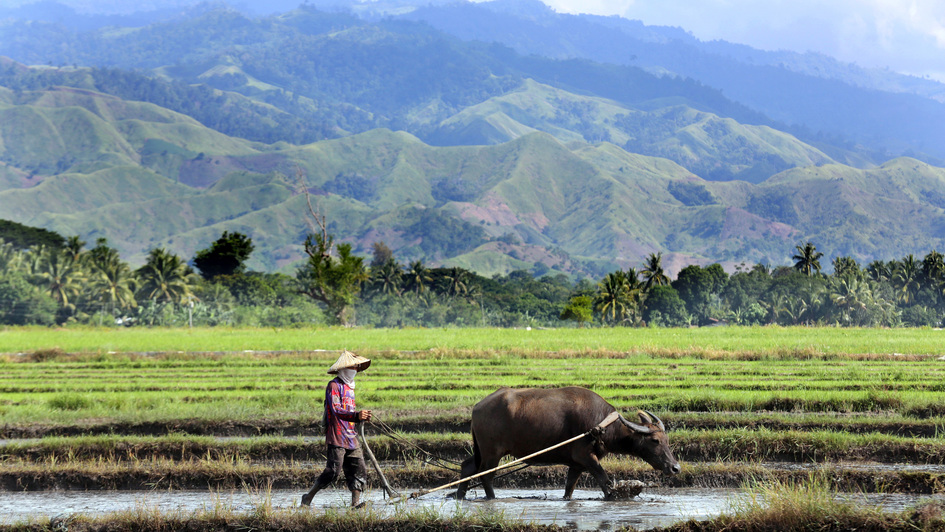 Arbeiter auf einem Reisfeld nahe der Ortschaft Columbia, Insel Mindanao, Philippinen