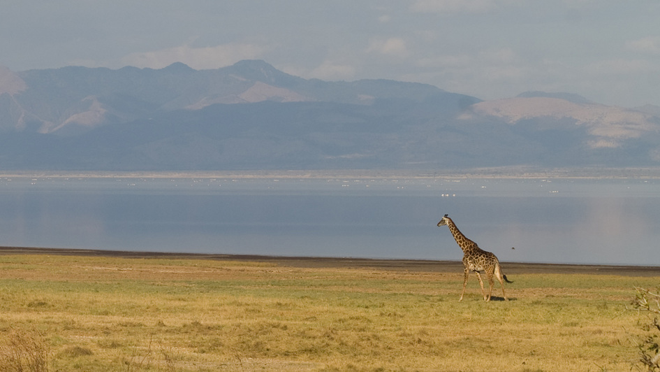 Giraffe im Lake Manyara Nationalpark, Tansania