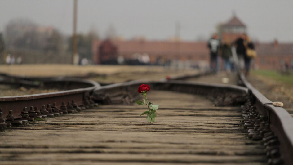 Rote Rose auf den Gleisen zum KZ Auschwitz