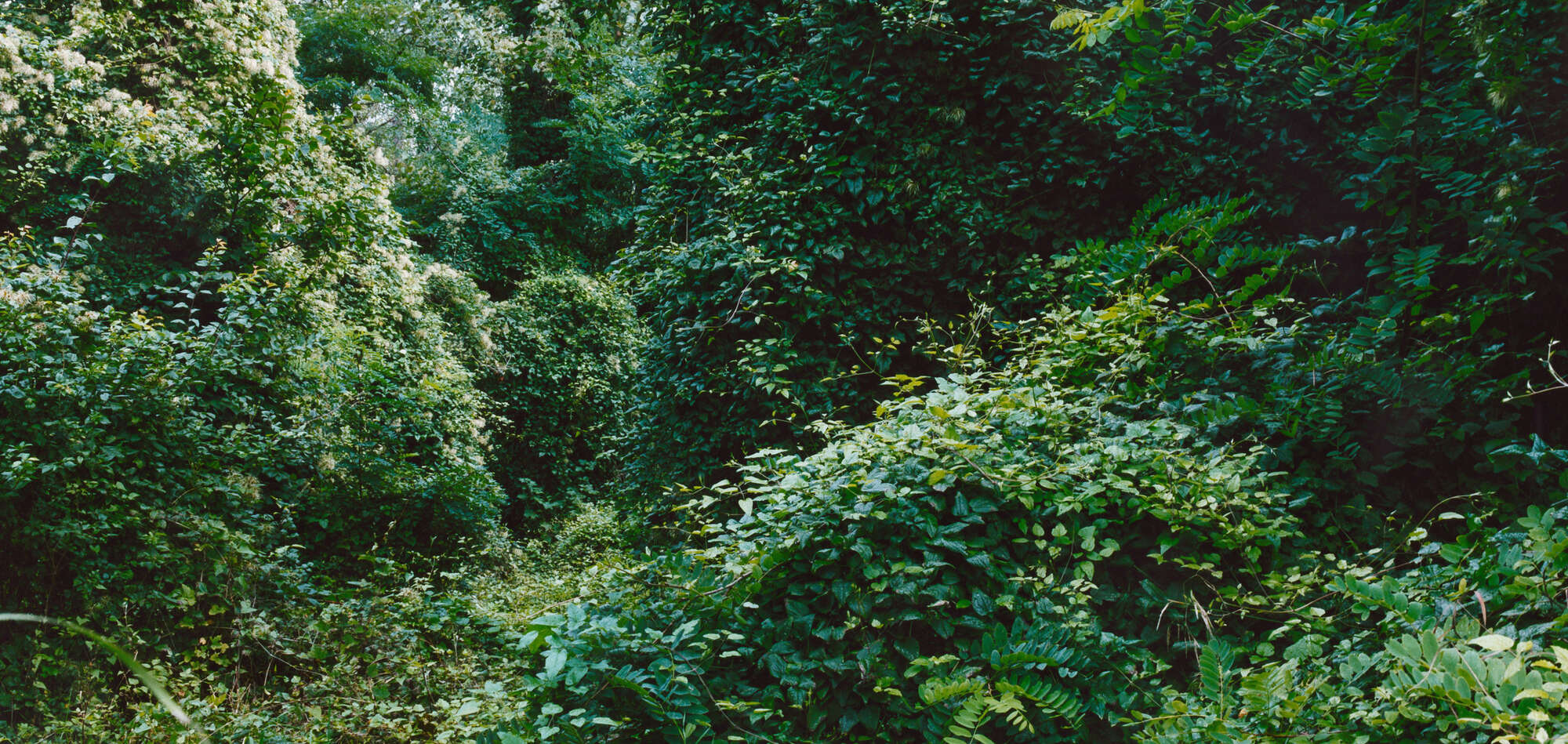 Symbolbild – Baumdickicht, Wildnis in der Stadt, aus der Denkraum-Bildedition „The New Wild“ von Franziska Klose