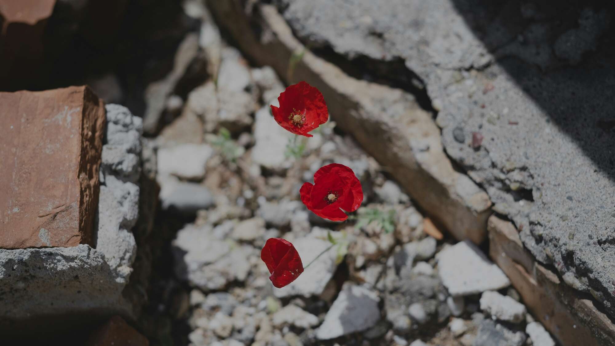 Blumen, die im irakischen Sindjar zwischen den Trümmern wachsen Blumen, die im irakischen Sindjar zwischen den Trümmern wachsen